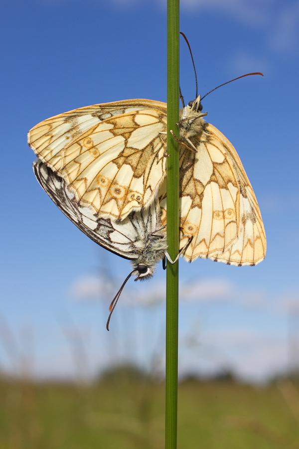 Mating Marbled Whites 2